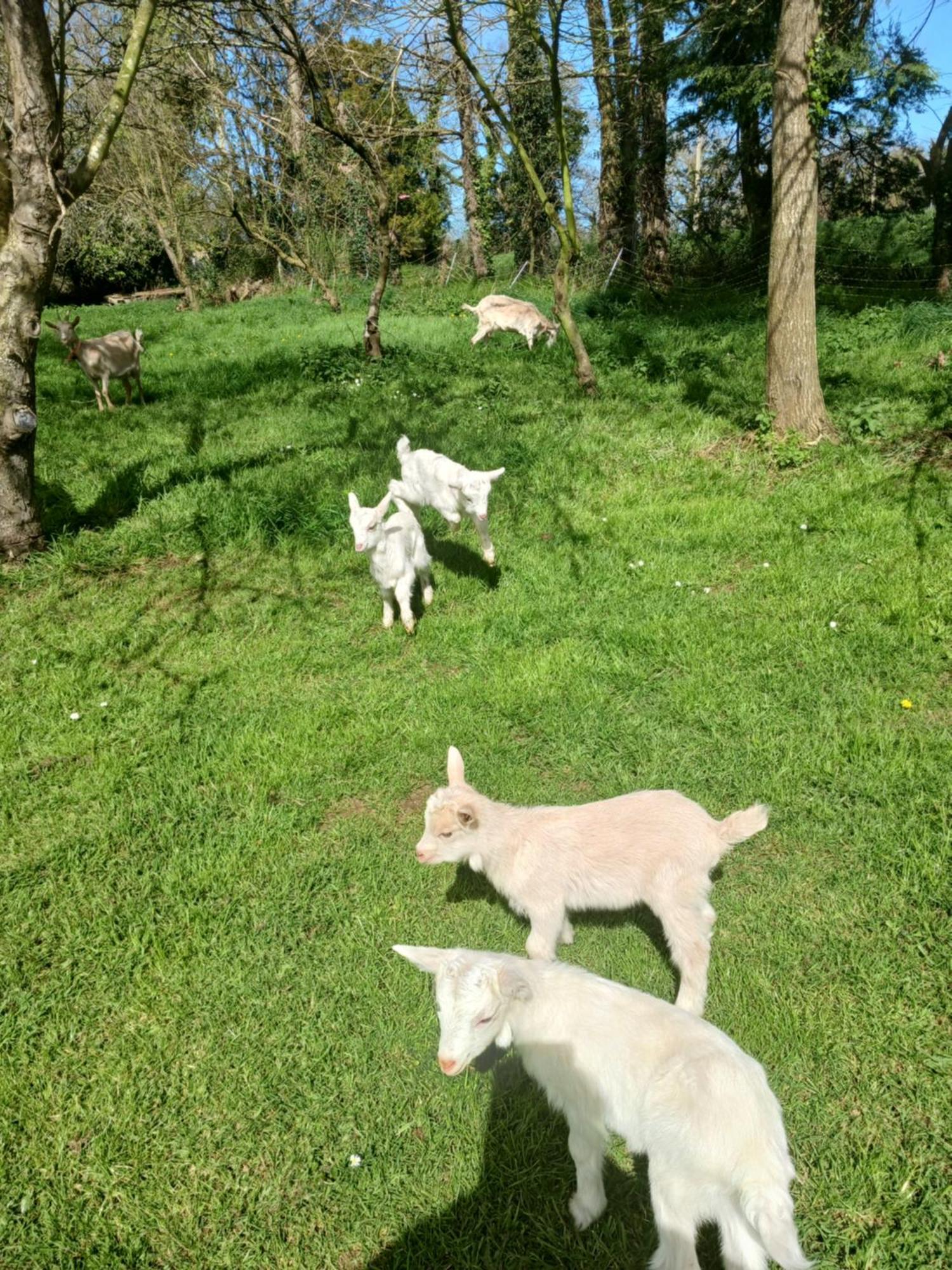 TréguierLa Ferme Stanczakアパートメント エクステリア 写真