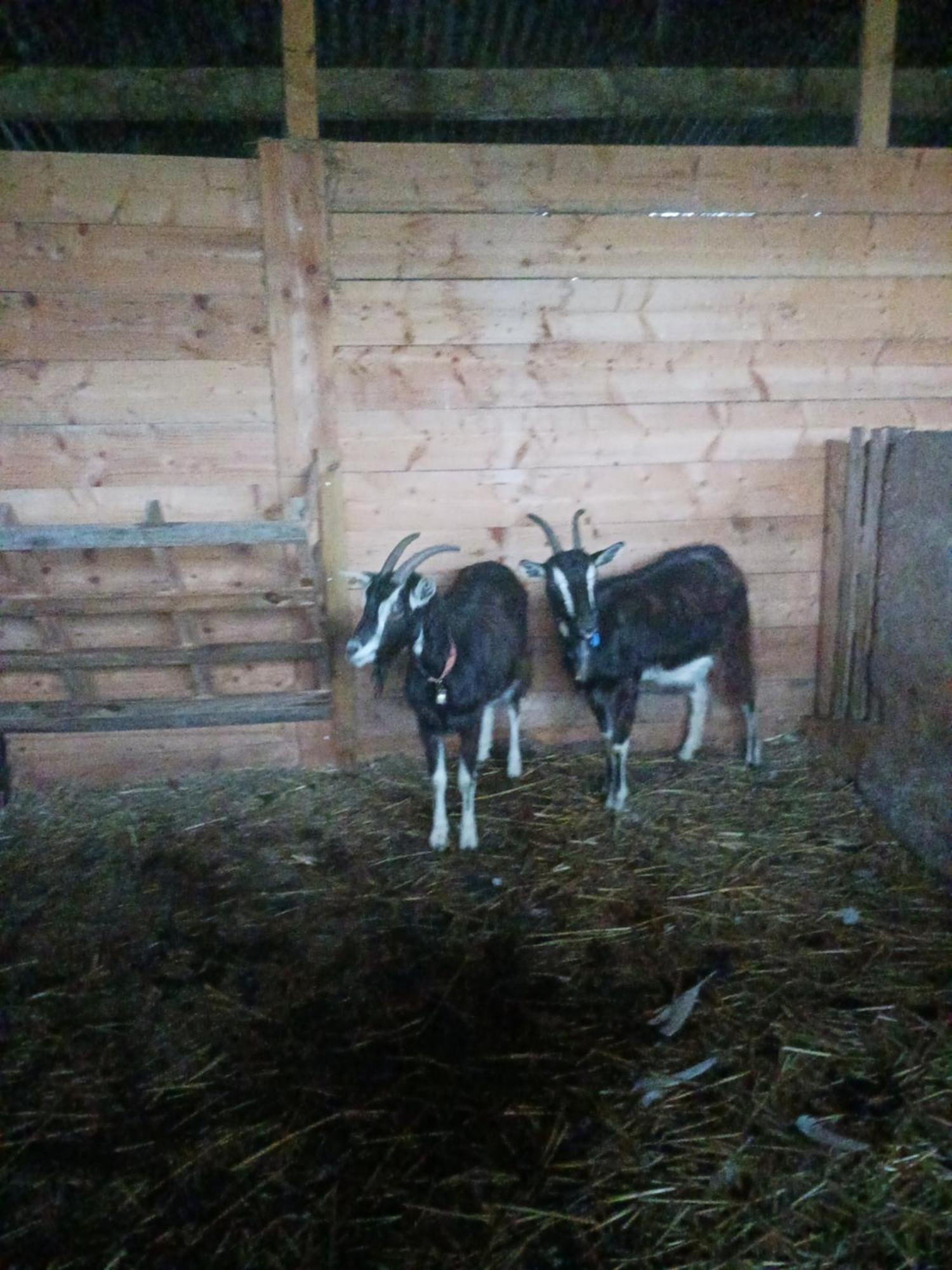 TréguierLa Ferme Stanczakアパートメント エクステリア 写真