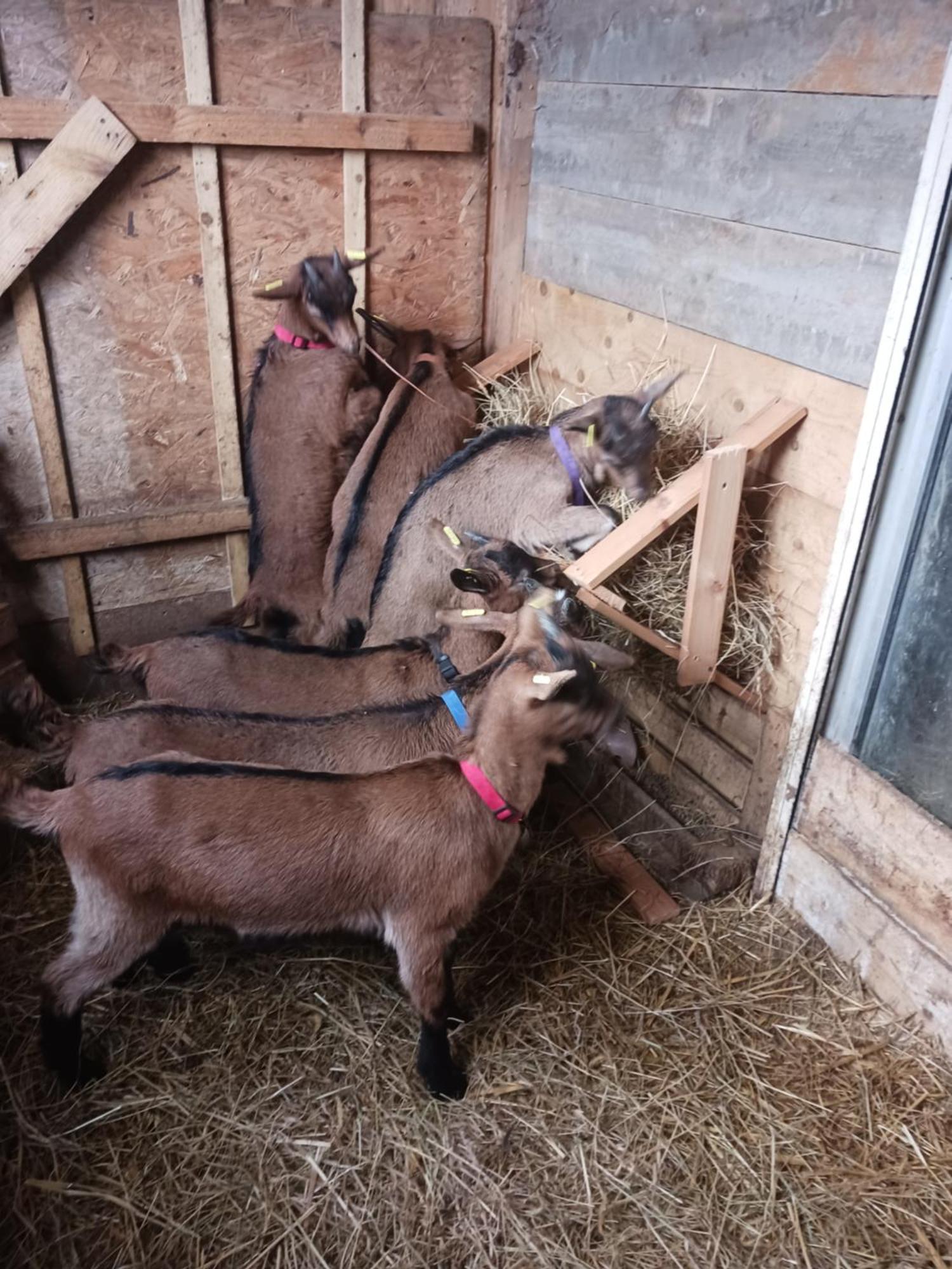 TréguierLa Ferme Stanczakアパートメント エクステリア 写真