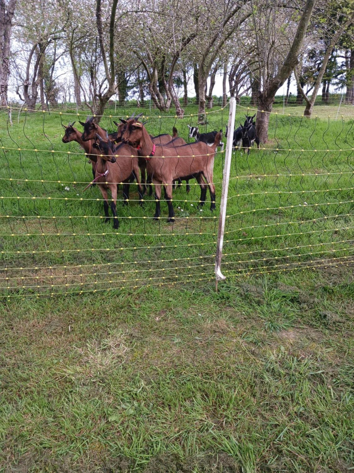 TréguierLa Ferme Stanczakアパートメント エクステリア 写真